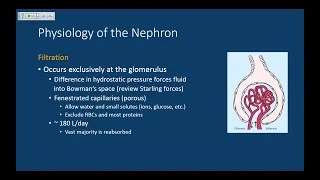 MCAT Renal/Excretory System