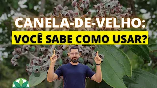 Canela-de-velho: saiba como usar!