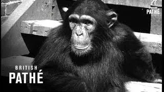 Apes (1940-1949)