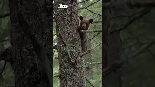 Rehabilitated bear cubs released