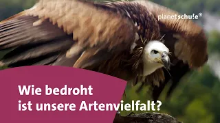 Biodiversität schnell erklärt!  - Frage trifft Antwort | planet schule