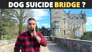 Dog suicide bridge's mystery - why do dogs jump off the Overtoun Bridge?