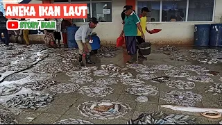 Aneka ikan Laut