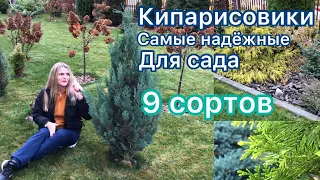 Кипарисовики / 9 сортов / Хвойная коллекция 🌲 Приросты в год от 8 до 40 см.  по наблюдению 🌲