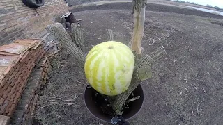 ДРОБОВИК VS АРБУЗ ))) Shotgun vs Watermelon