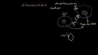 B lymphocytes B cells | Immune system physiology |  NCLEX RN |  Khan Academy Urdu