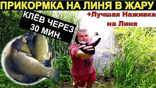 30 МИНУТ И ЛИНЬ НА ТОЧКЕ. Ловля линя. Рыбалка на линя лучшая прикормка и наживка для линя.