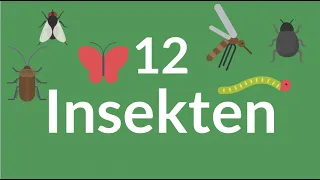 Deutsch lernen | Top12 Insekten | Wortschatz | learn German | vocabulary | insects | wichtige Wörter