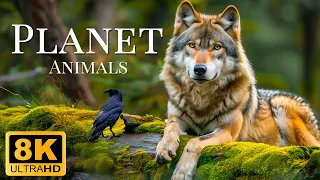 Plannet Animails 8K ULTRA HD - Wild Animals of Rainforest With Calming Music