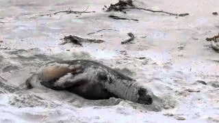 NZ Fur Seal on Allens Beach