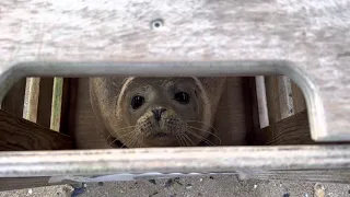 Cute Seal Eyes :3