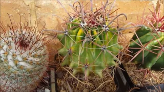 Cactus Collection Tour - Autumn 2017