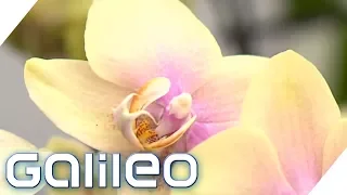 Teuer vs. Billig: So kommen Orchideen in den Laden | Galileo | ProSieben