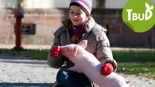 Schwein gehabt (Folge 13) | Tiere bis unters Dach | SWR Plus