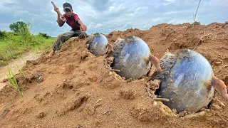 wow unbelievable! a fisherman found a lot monster fish in underground near canal by hand