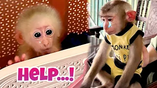 Pipi's reaction when he saw the poor little monkey locked up?🥲🥲🥲