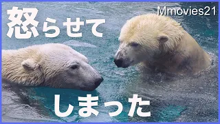 ホクトとリラの幸せな同居生活に怒りのスイッチが入った〜円山動物園ホッキョクグマ