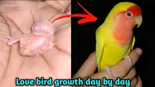 😱Growing African Love Birds Babies Baby Exotic Love  Bird Growth Stages