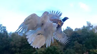 white goshawk pheasant hawking