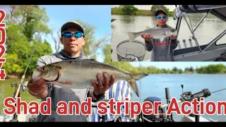 Sacramento River 2024 "SHAD and Striper action Part 2"  #hewescraft#stripers#shad#discovery park#