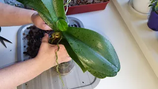 Орхидея после 3 лет закрытой системы ! Вытаскиваем орхидею из забитой корнями банки. Видео в 4К .