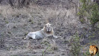While Filming Casper The White Lion I Got A Big Surprise! Watch In 4K