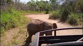 sri lankan elephant 2