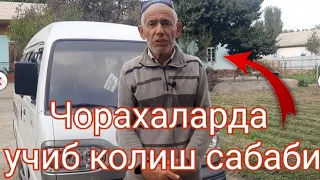 Чорахаларда учиб колиш сабаби