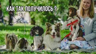 История появления моих собак 😍