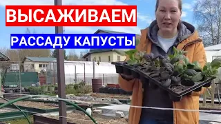 ВЫСАДКА ПЕКИНСКОЙ КАПУСТЫ В ОТКРЫТЫЙ ГРУНТ - ЧЕМ ЗАПРАВИТЬ  КАПУСТНУЮ ГРЯДКУ ДЛЯ СОЧНЫХ ЛИСТЬЕВ