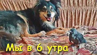 6 часов утра. Хватайка начинает новый день