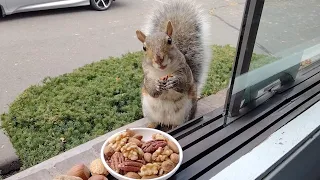 This squirrel's cuteness will melt all your troubles away