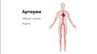 Артерии большого круга кровообращения. Общая схема крупных артерий.