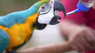 Parrot Free Fly and Recall Training