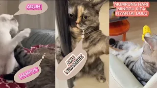 KUCING LUCU || VIDEO KUCING LUCU