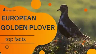 European golden plover facts