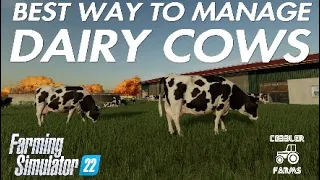 BEST WAY TO MANAGE DAIRY COWS - FS22 - Farming Simulator 22 - Let's Play PS4