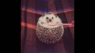 Cute Hedgehog Wants the Food