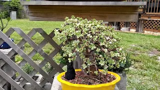 Bonsai by the Samurai, updates on my Bonsai and new products for Bonsai @Bonsai by the Samurai