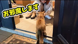 野良猫を世界一優しく保護しました