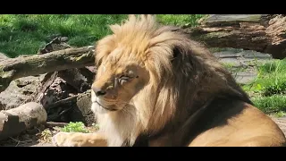 ROAR OF THE LION🦁🦁😛 @ BRONX ZOO,  NEW YORK, 4/24/2024.