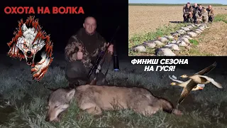 Охота на волка 🐺 ! Wolf hunting! Волк на вабу! Охота на гуся, финиш сезона!