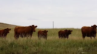 Cull Cow Selection - Aaron Berger - September 9, 2016