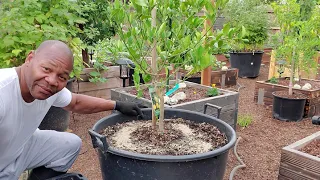 HOW, WHEN/WHAT TO FEED YOUR CONTAINER GROWN CITRUS/FRUITS TREES. #CITRUSTREES #CONTAINERGARDENING