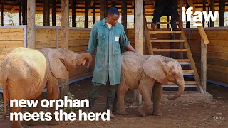 A newly orphaned calf meets the orphan herd