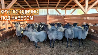 Романовские овцы круглогодично без тёплого помещения? Содержание овец зимой под навесом
