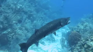 Barracuda Devours Lionfish