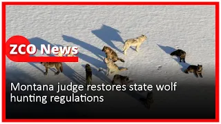 Montana judge restores state wolf hunting regulations