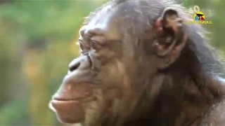 Парк попугаев (Loro Parque) остров Тенерифе, Puerto de la Cruz.