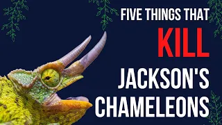 5 Things That Kill Jackson's Chameleons!